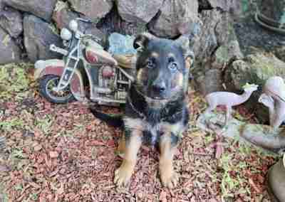 Apollo Pup