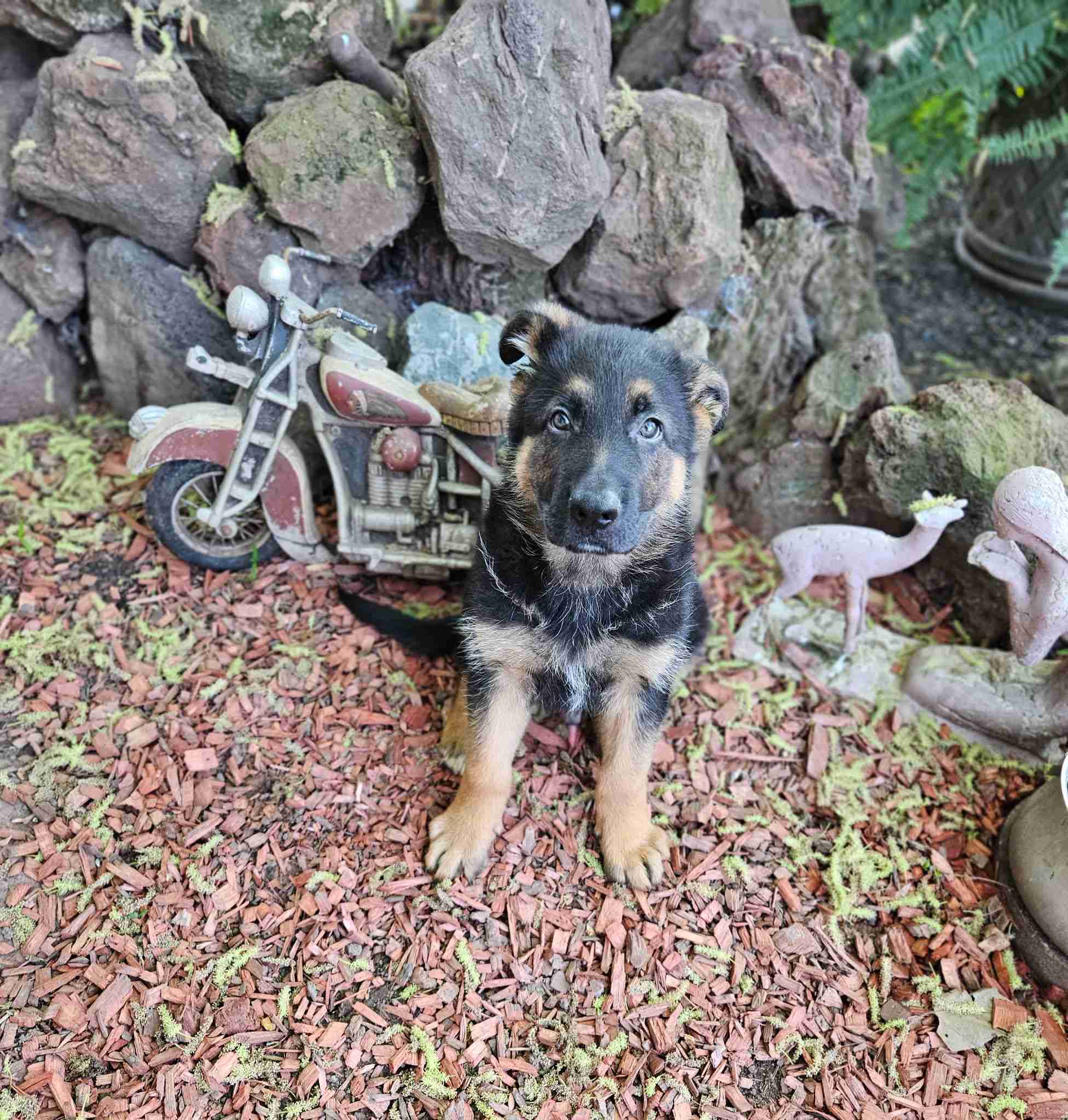Apollo Pup