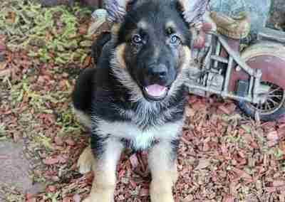 Samson