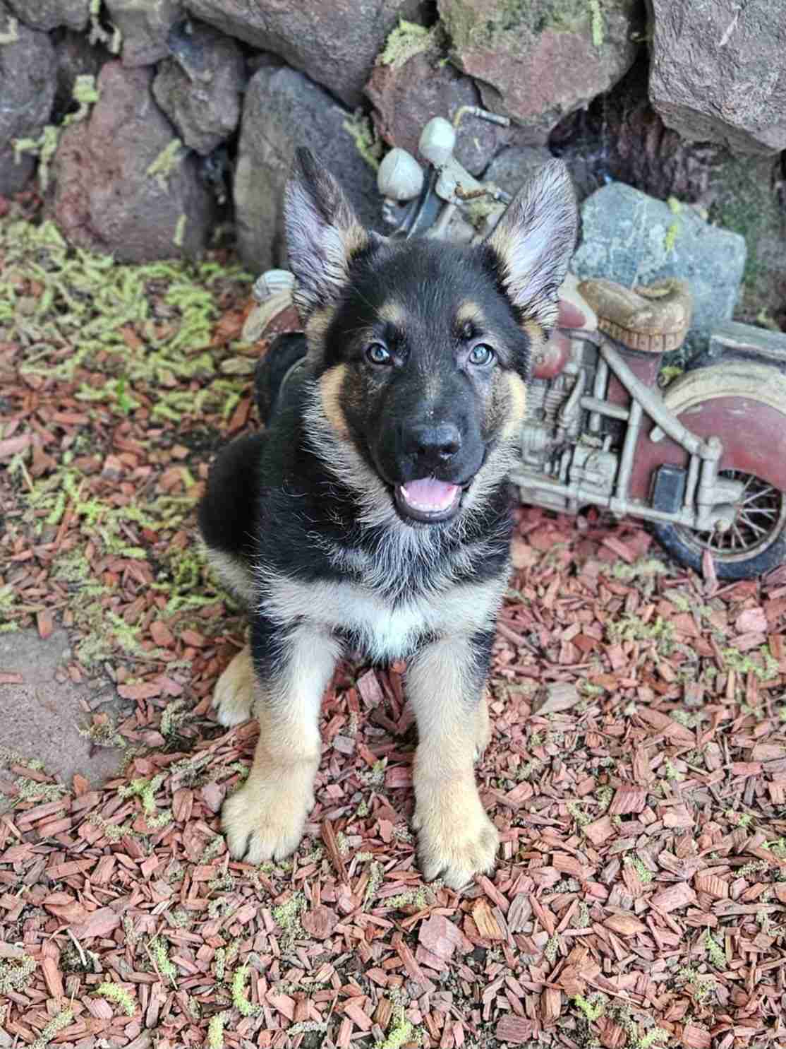 Samson