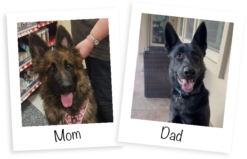 Duke and Sophia